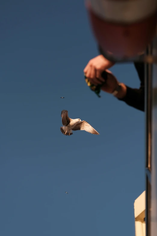 a person feeding a bird from his hand in the sky