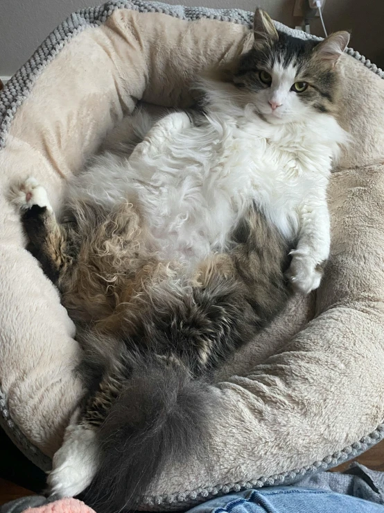 a white and black cat is in a pet bed