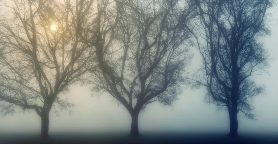 a couple of trees stand in a foggy field