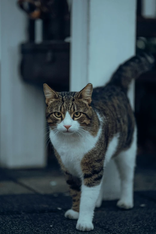 a brown and white cat standing next to a door