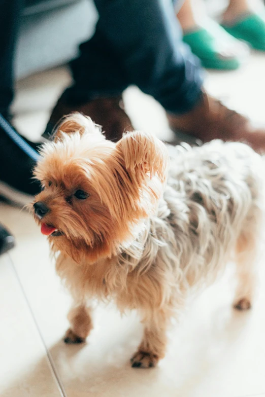 a brown dog with a long, fluffy coat stands on the floor