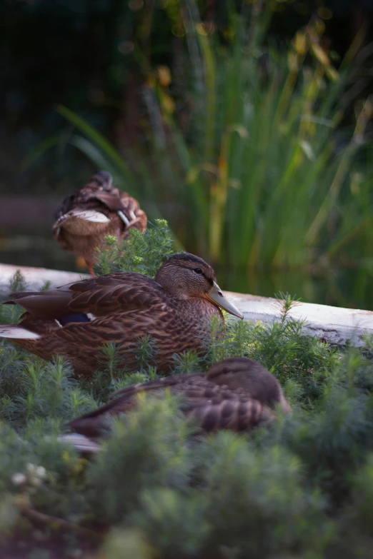 three birds sit on the grass and one eats