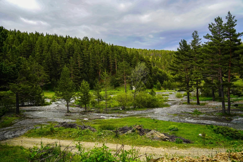 a grassy area is near some trees and bushes