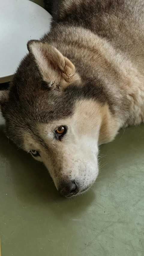 a close up of a dog laying on the floor