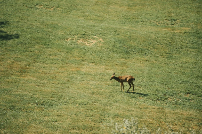 an animal is standing in a field near grass