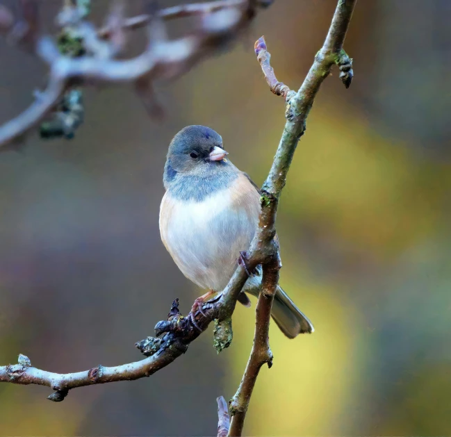 a bird sitting on top of a tree nch