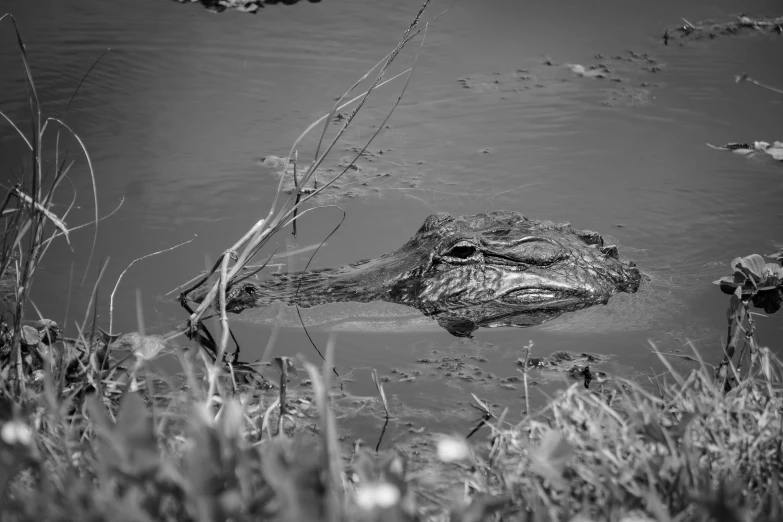 a black and white po of an alligator swimming