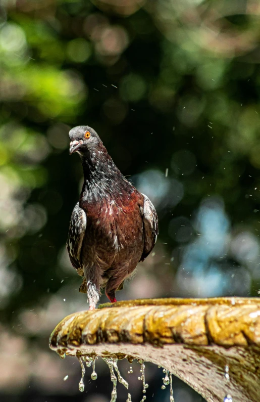 the bird is looking around as it stands on a water fountain