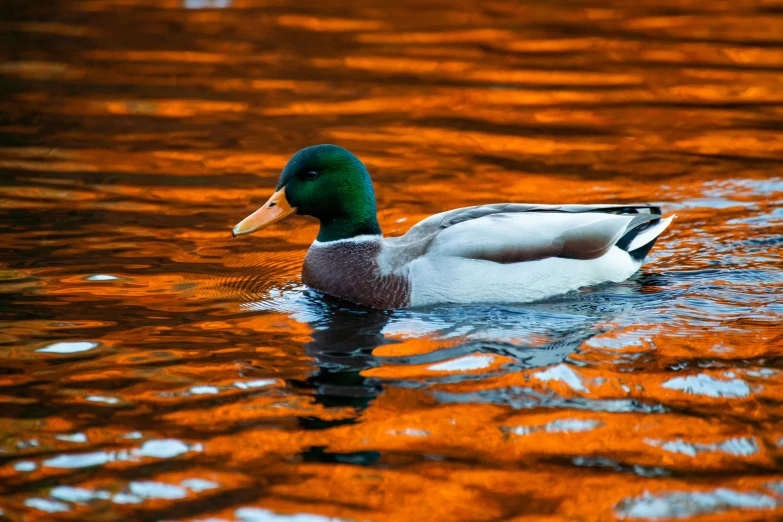 a duck is swimming in the water next to some trees