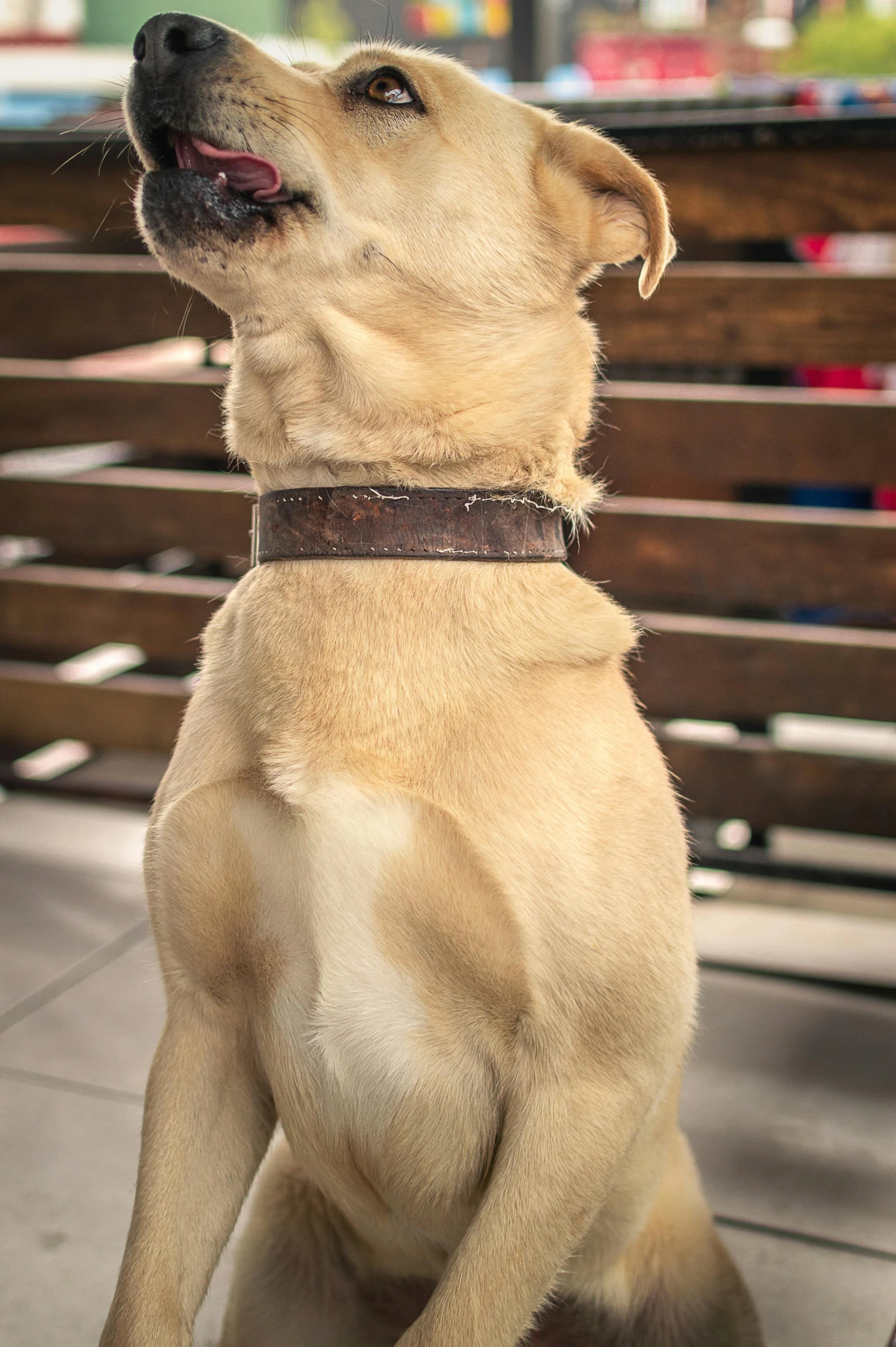 a light brown dog sitting on a bench looking up