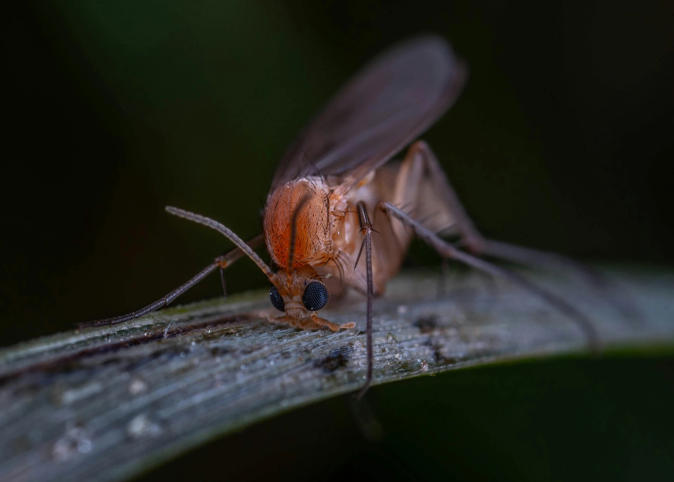 a insect that is sitting on a tree limb