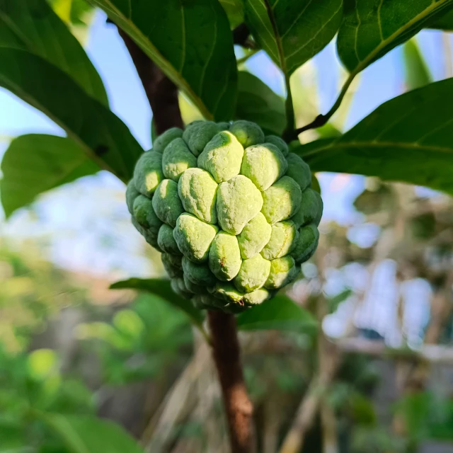 the green fruit is still attached to the tree