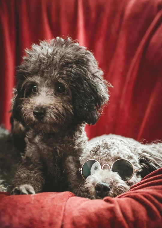 the two dogs are all wearing sunglasses on them