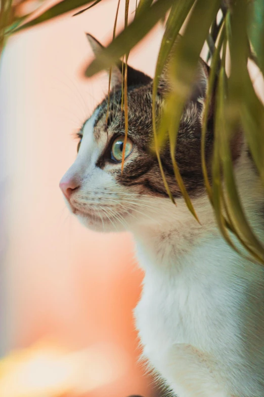 a close up of a cat behind some plants