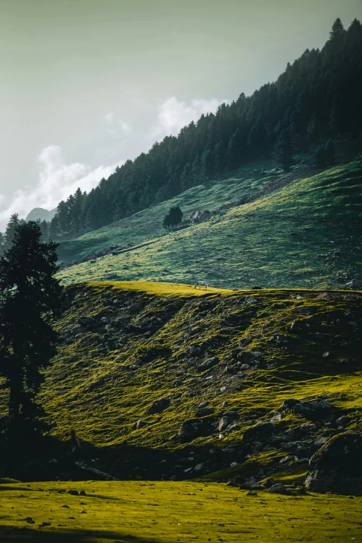 a tree stands alone in the middle of the mountain meadow