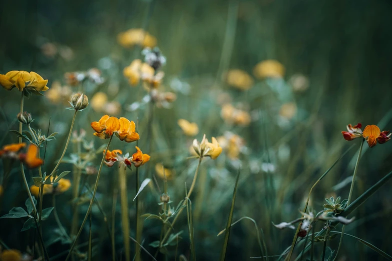 some yellow flowers growing in a grassy field