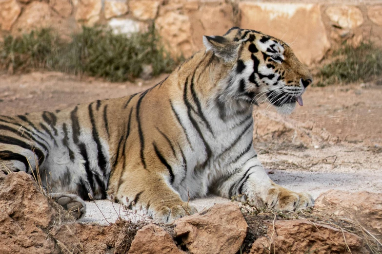 the tiger is laying down by the rocks