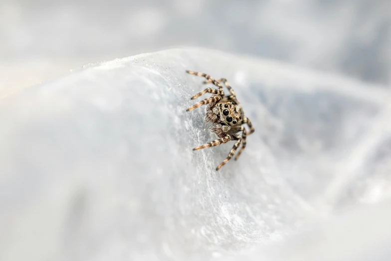 there is a large spider sitting on the snow