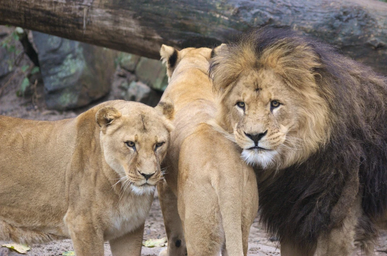 three large adult lion standing next to each other