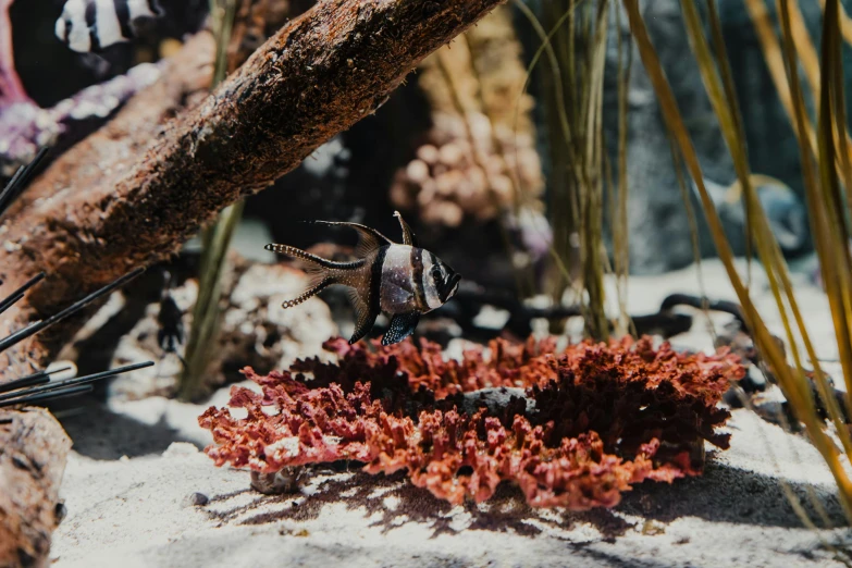 a small brown and white fish standing on a coral next to a tree