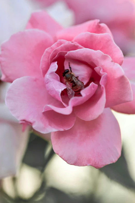 a pink flower with a fly in the center