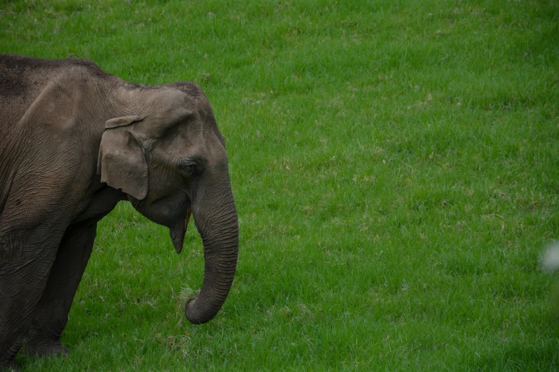 an elephant standing on top of a lush green field