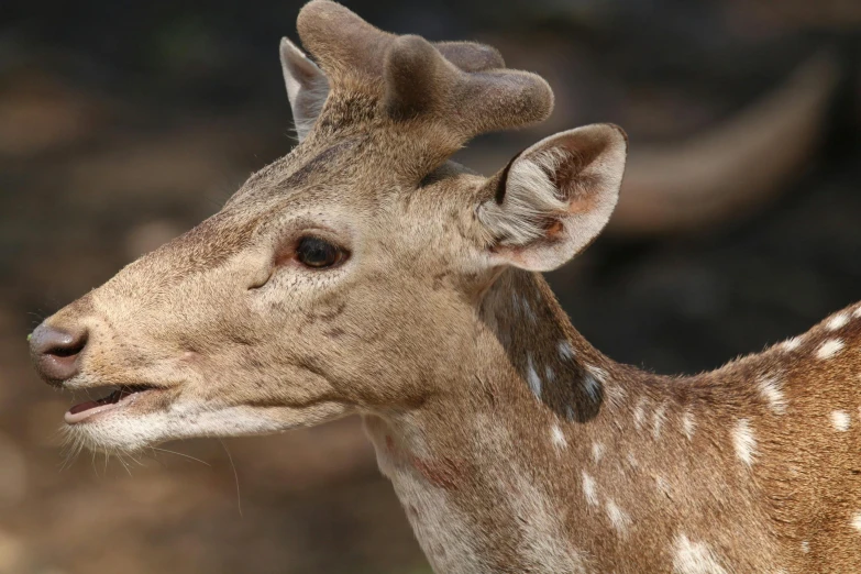 a close up po of a small deer