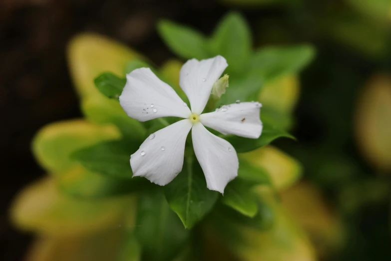 this is a close up po of the white flower