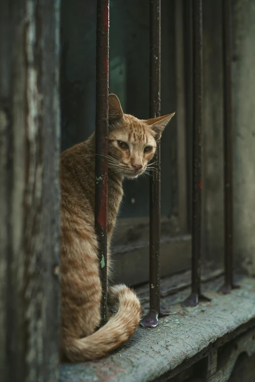 an orange tabby cat with its mouth open peering out a barred window