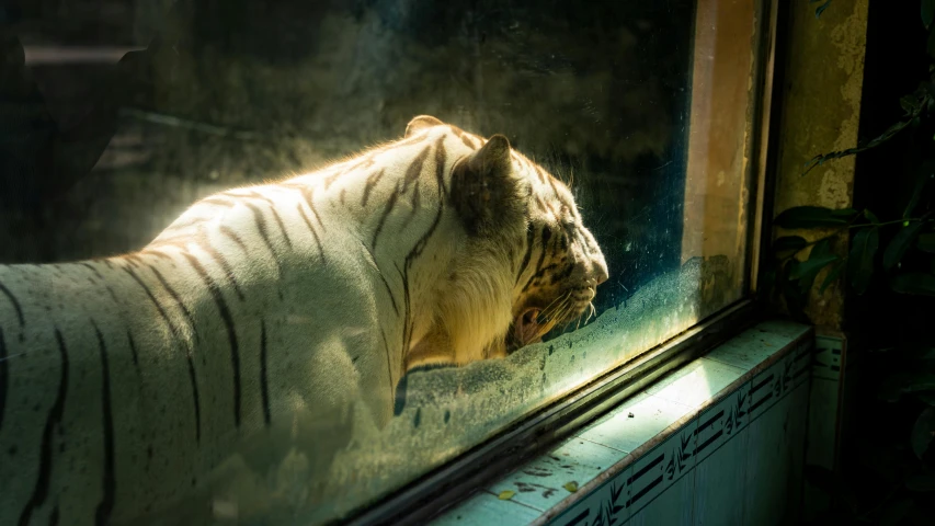 a white tiger looking out the window at its surroundings