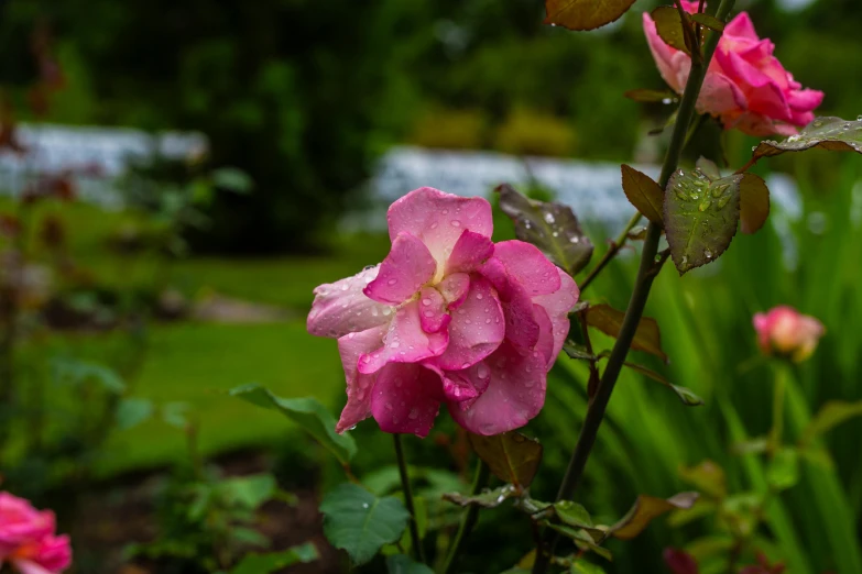 some pretty pink flowers and a green field