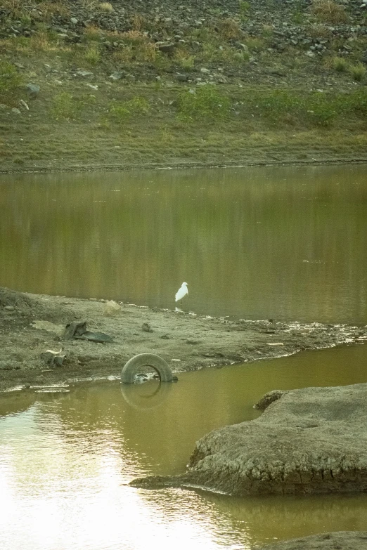 a white bird standing on top of a lush green lake