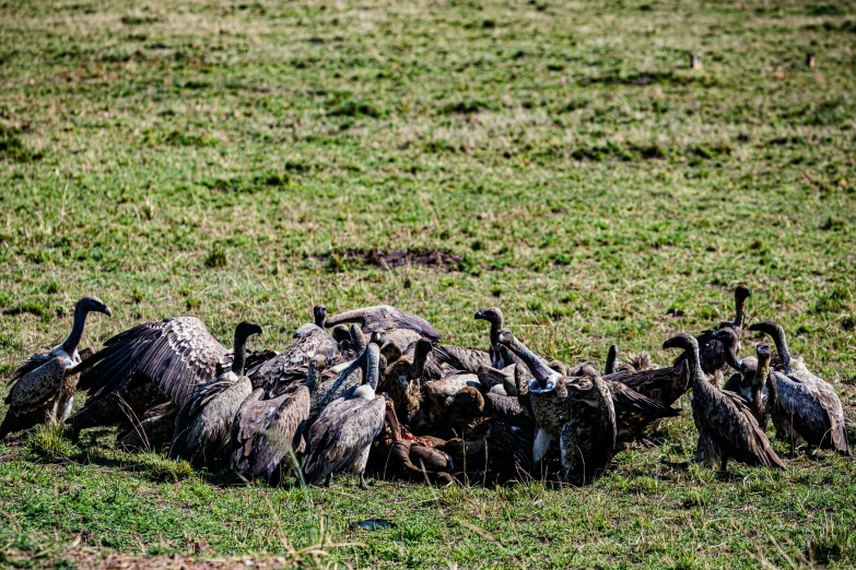 a flock of birds huddled together on a grassy field