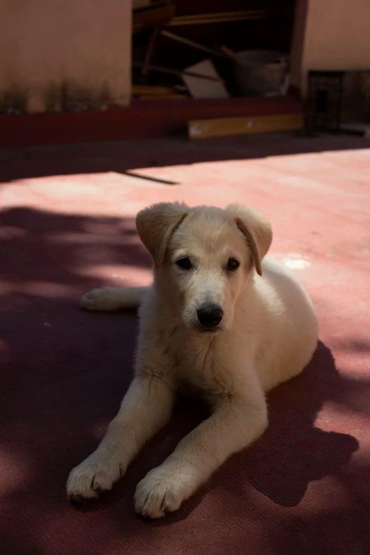 the dog has sitting and waiting to be picked up