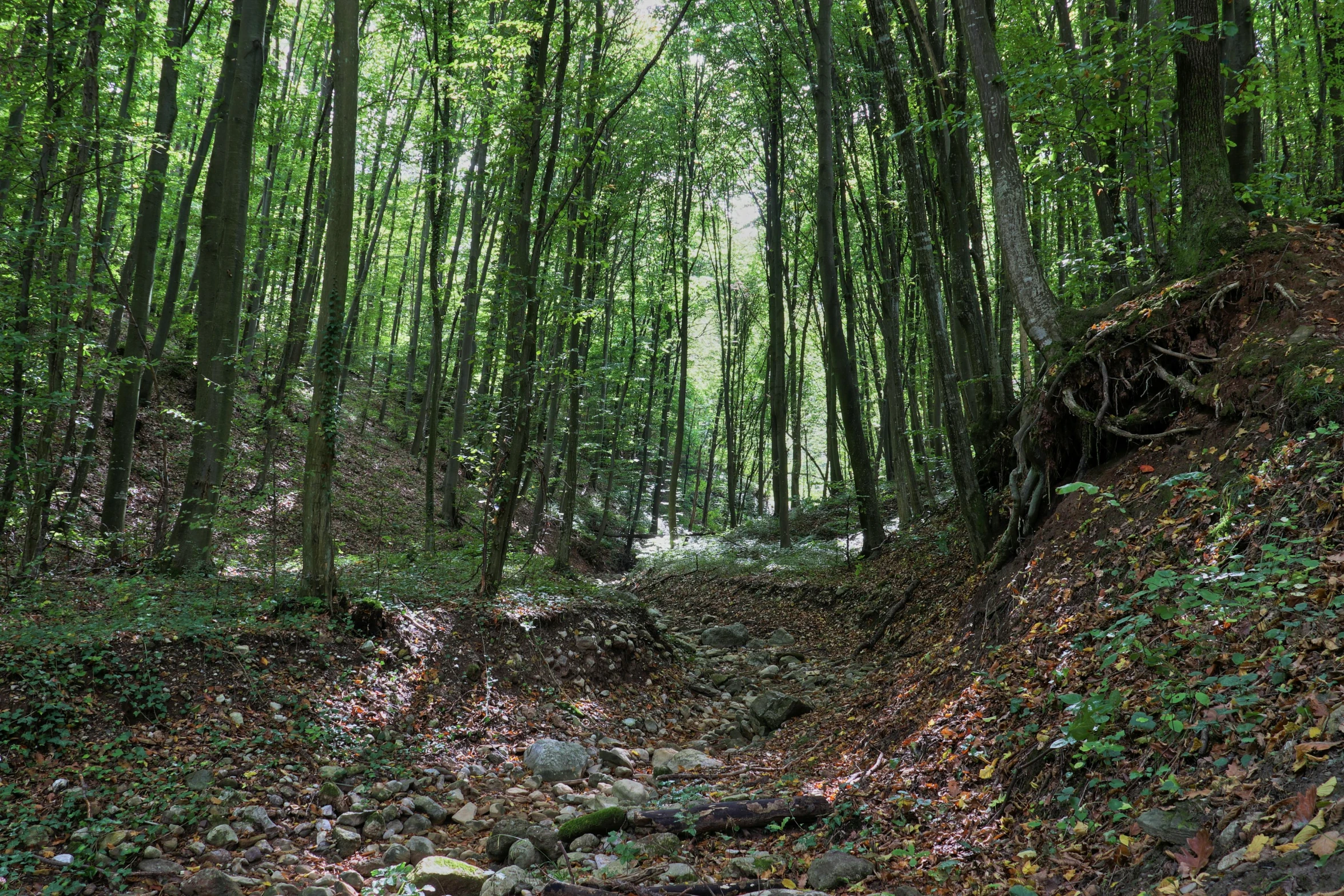 the green forest is full of tall green trees