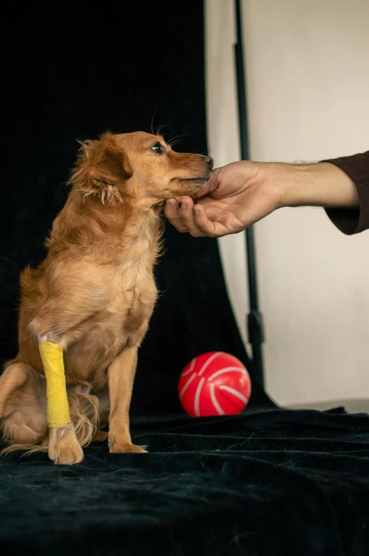 a dog sitting on its hind legs being petted