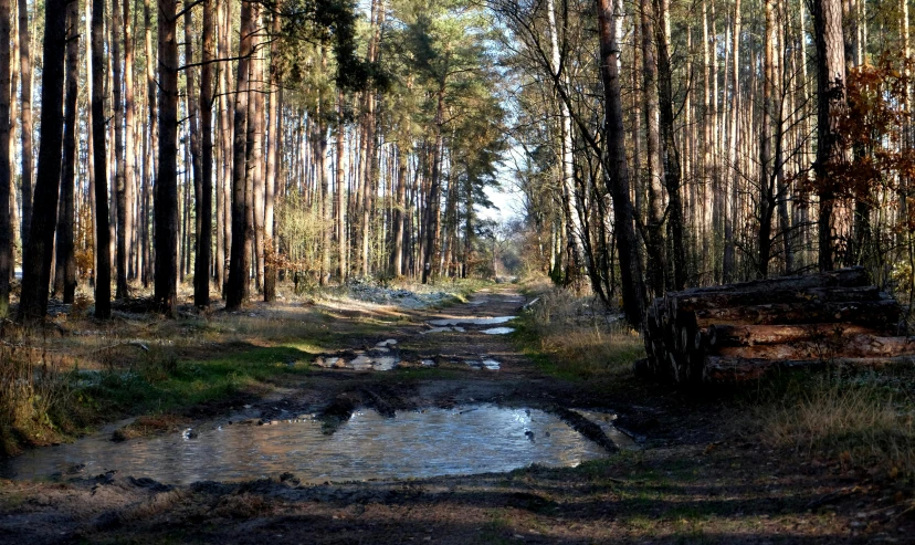 water is flowing in between two wooded roads