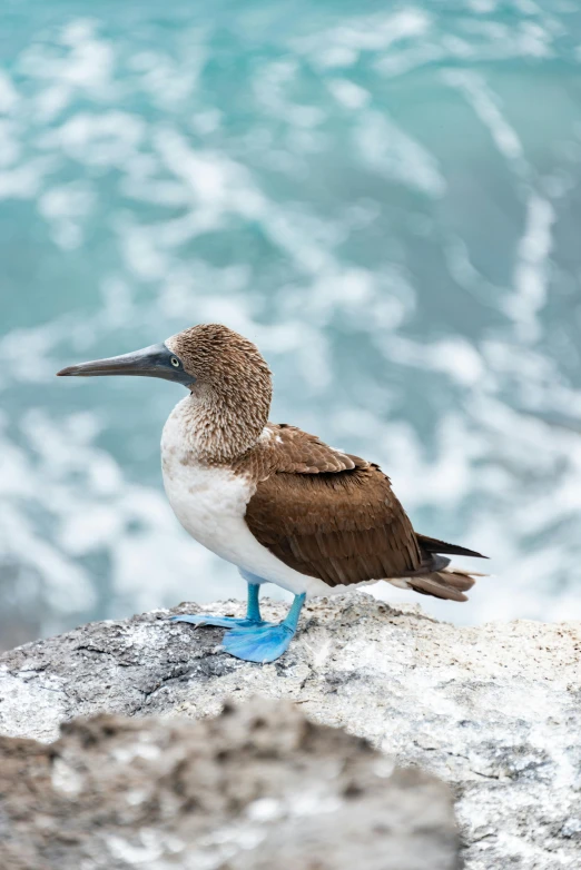 a brown and white bird perched on the beach