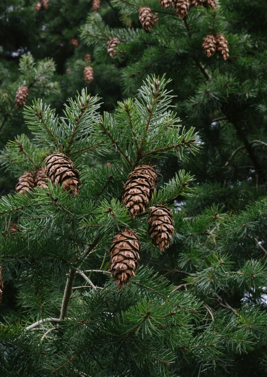 several cones are on a pine tree