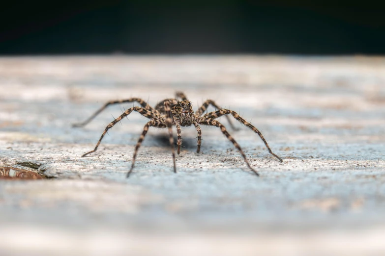 a small spider sits on the surface of the surface