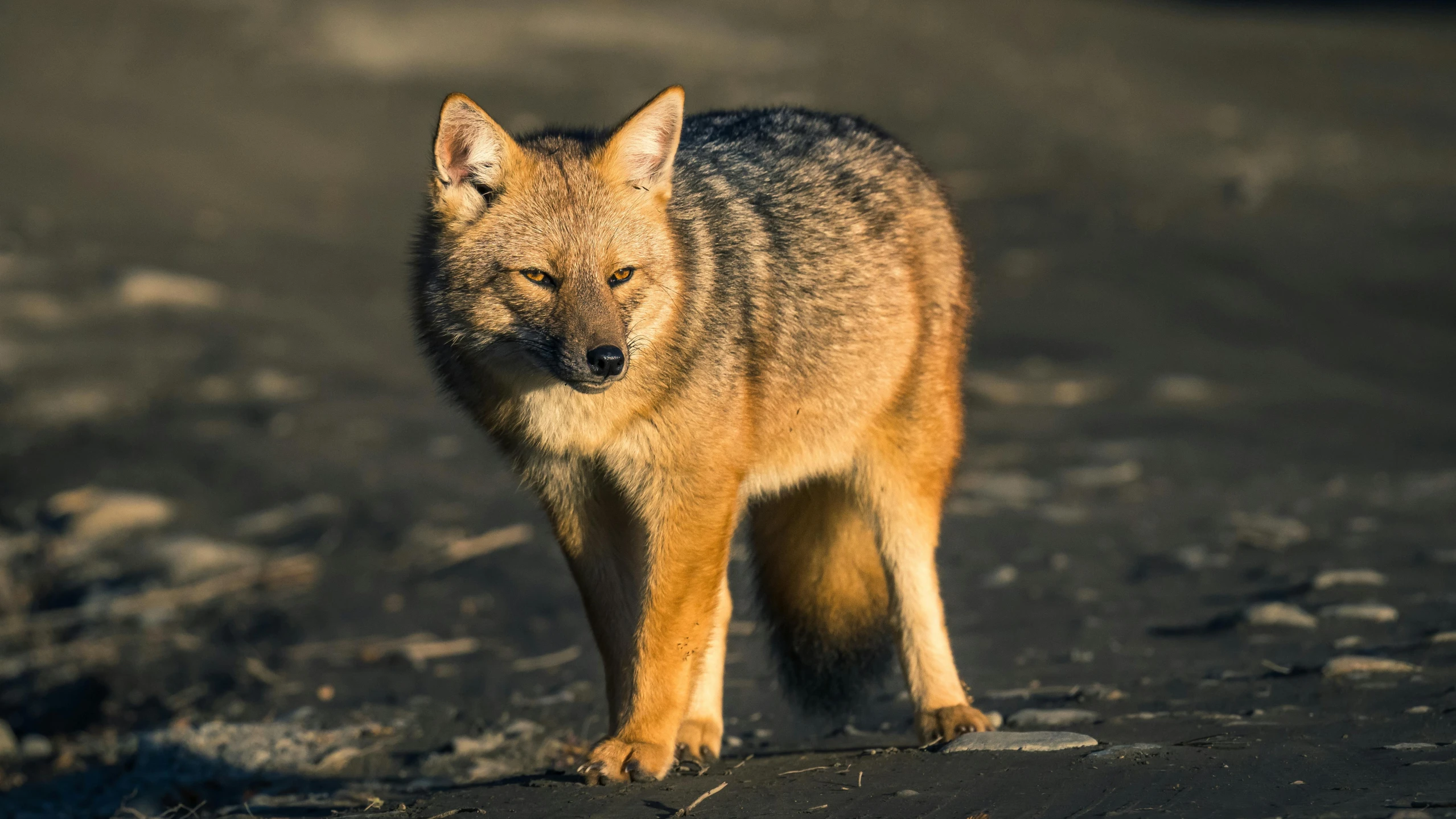 the wolf is walking on the rocks by himself