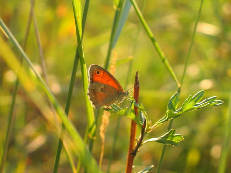 the erfly is sitting on the green leafy plant