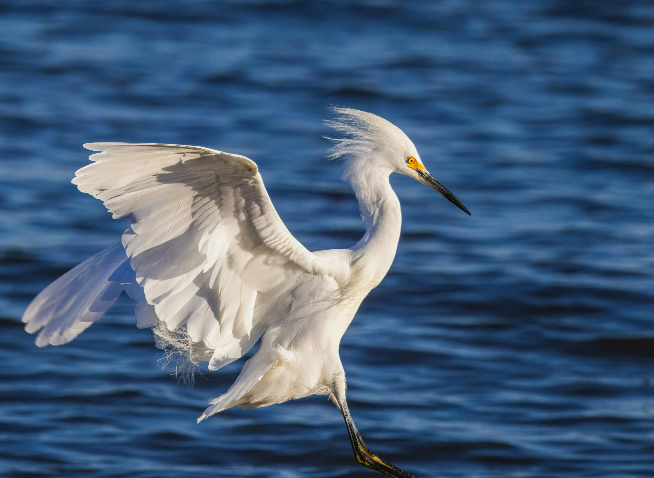 a white bird is flying in the air