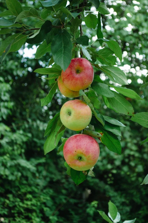 three apples hanging from the tree in the woods