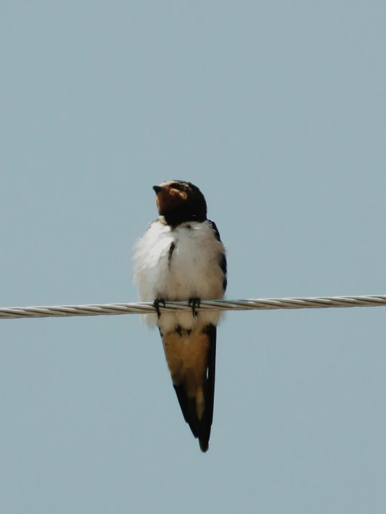 small white bird perched on top of a wire