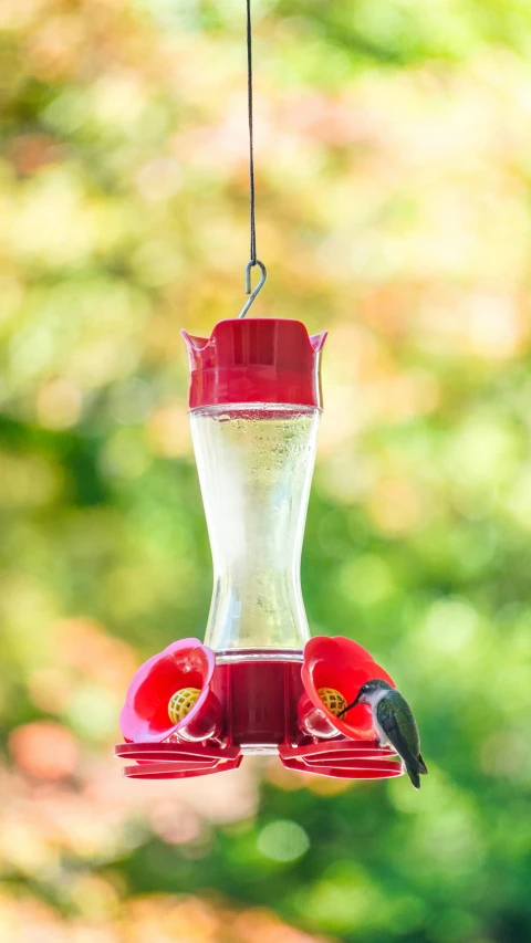 a hummingbird eats from a hummingbird feeder