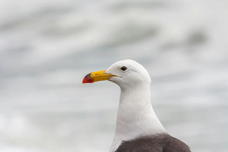 a seagull looks to the left from the edge of the water