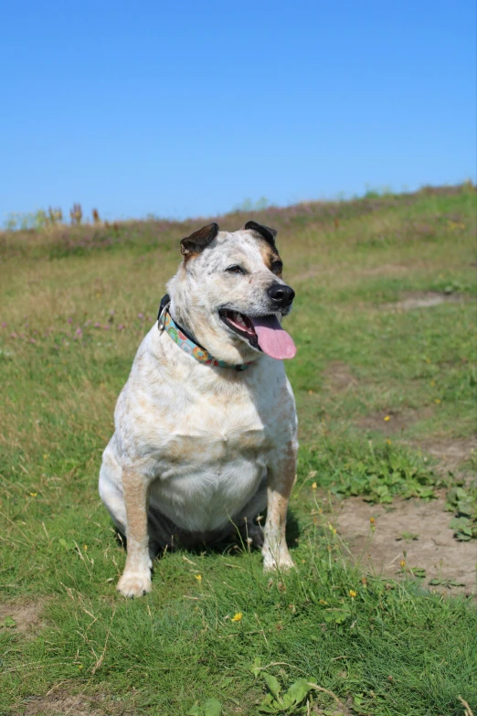 a white dog sitting in the grass with a blue sky background