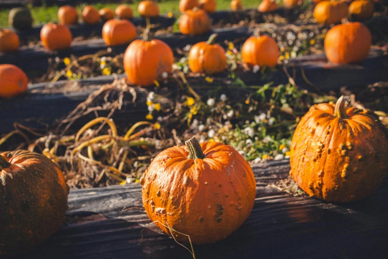 a bunch of pumpkins sitting on a bench