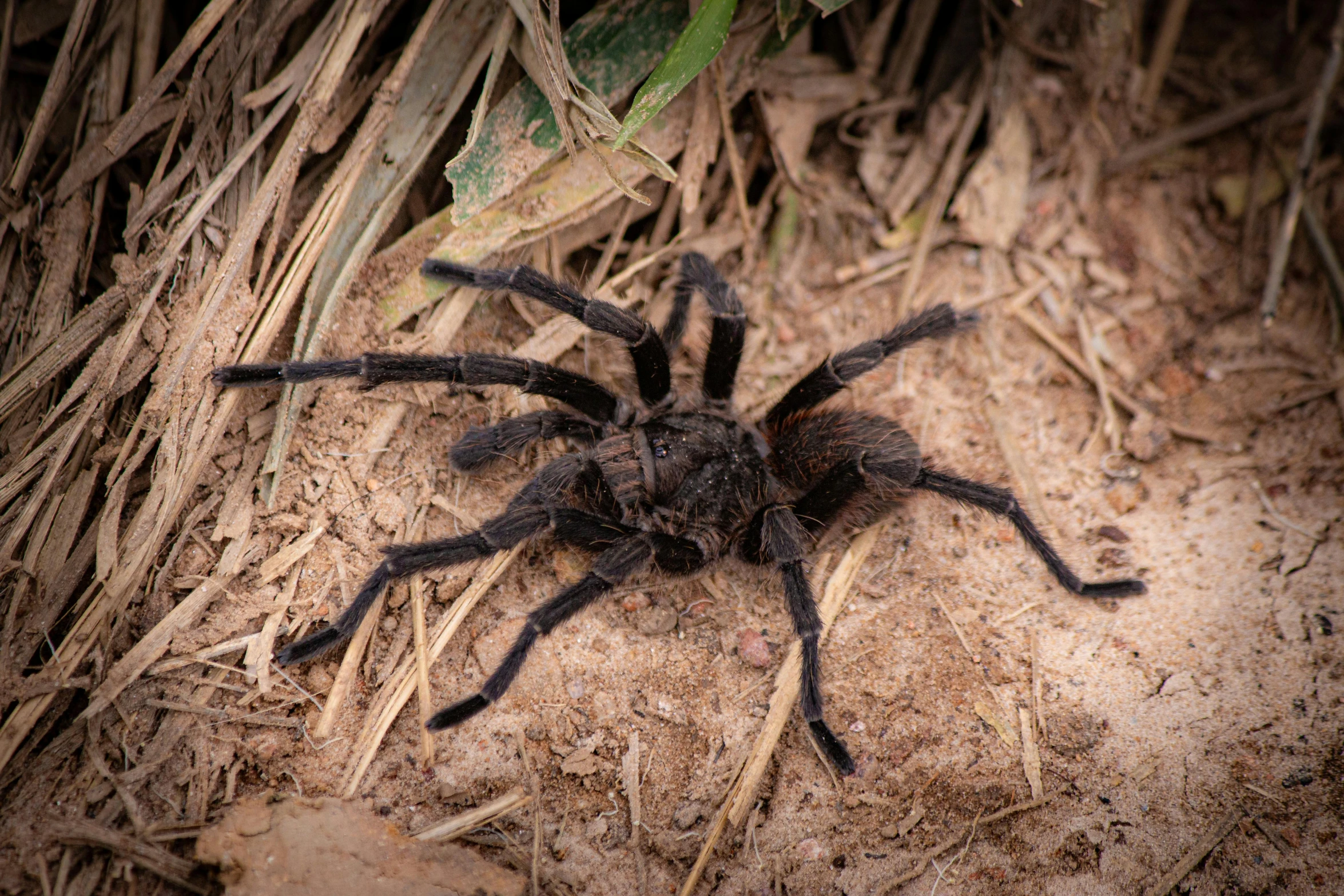 a tarabell spider sits on the ground next to straw